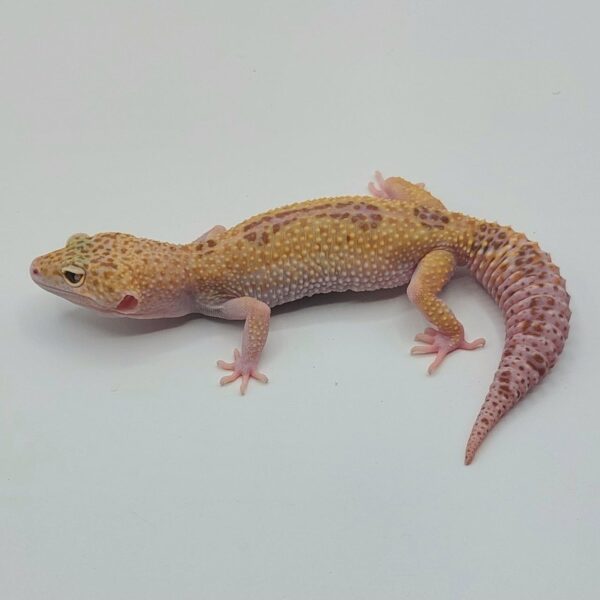 Gecko Leopardo – Eublepharis macularius