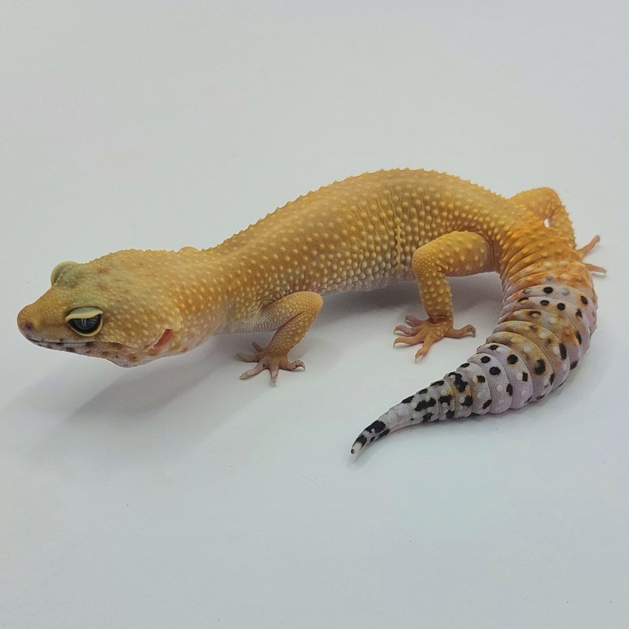 Gecko Leopardo – Eublepharis macularius