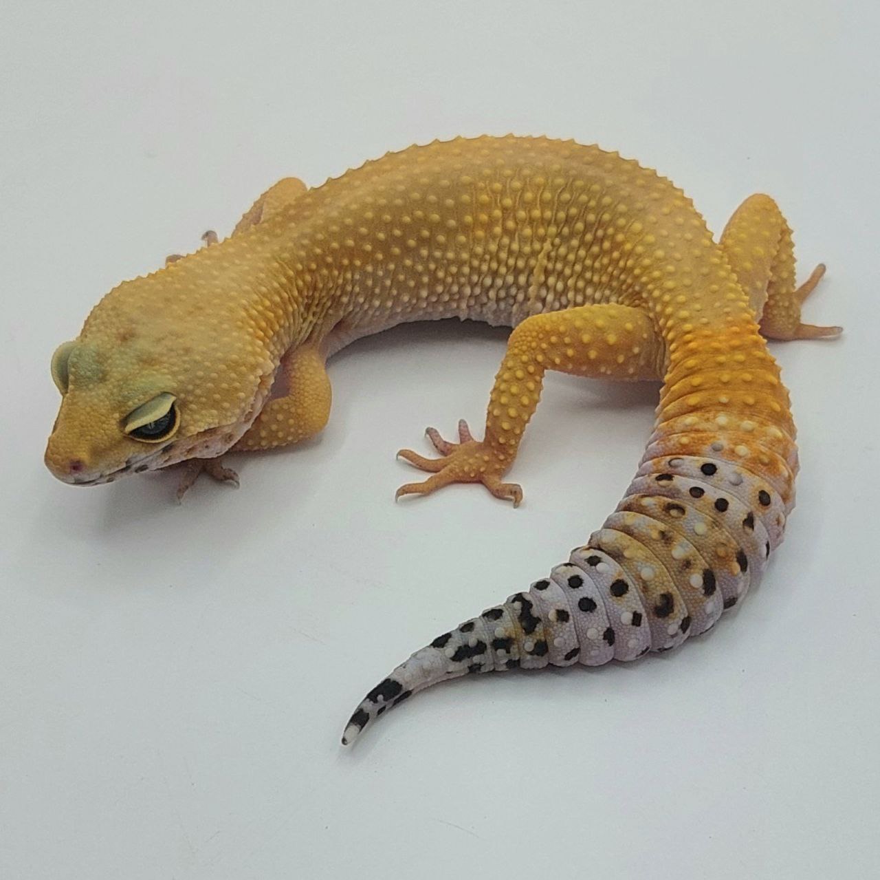 Gecko Leopardo – Eublepharis macularius