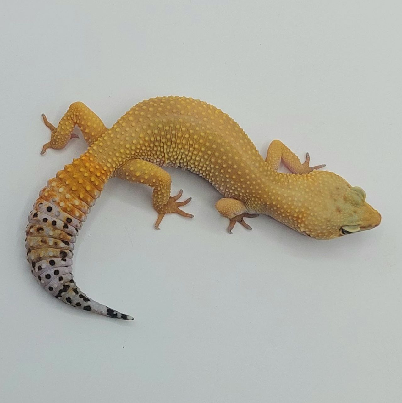 Gecko Leopardo – Eublepharis macularius