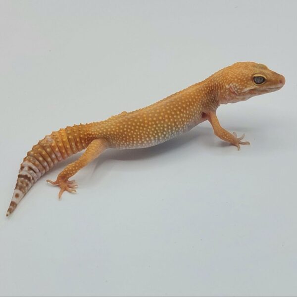 Gecko Leopardo – Eublepharis macularius