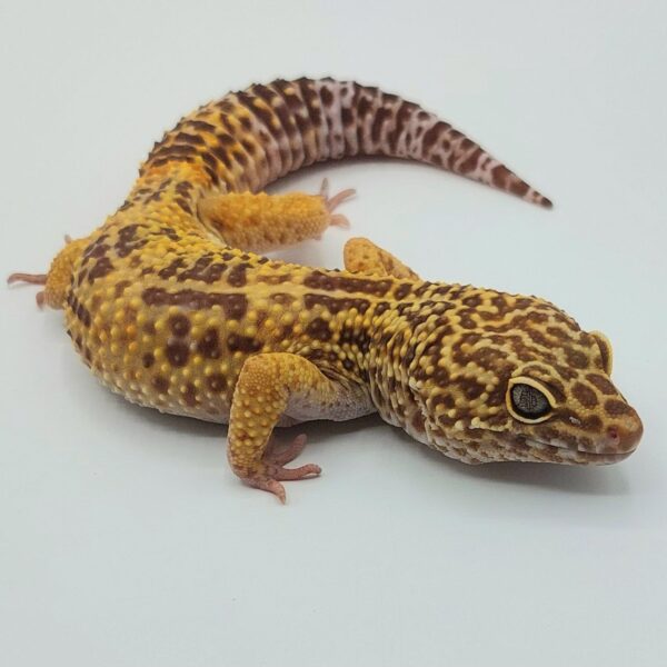 Gecko Leopardo – Eublepharis macularius