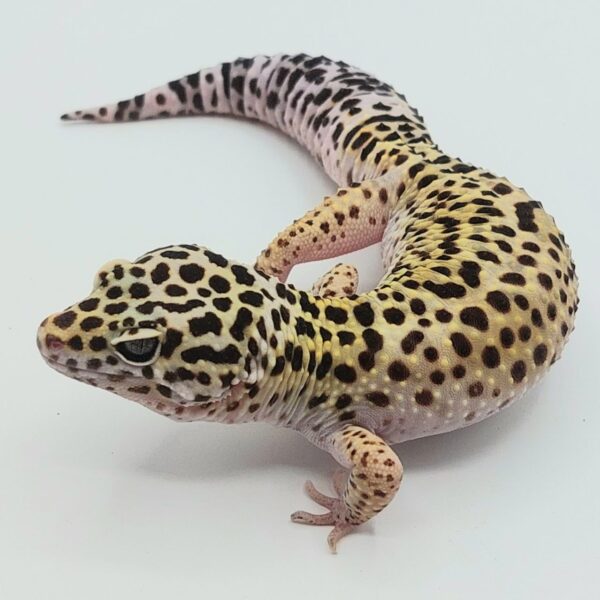 Gecko Leopardo – Eublepharis macularius