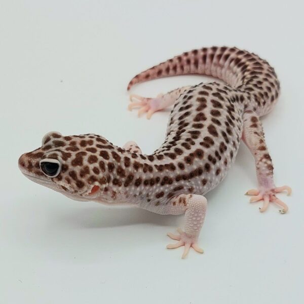 Gecko Leopardo – Eublepharis macularius