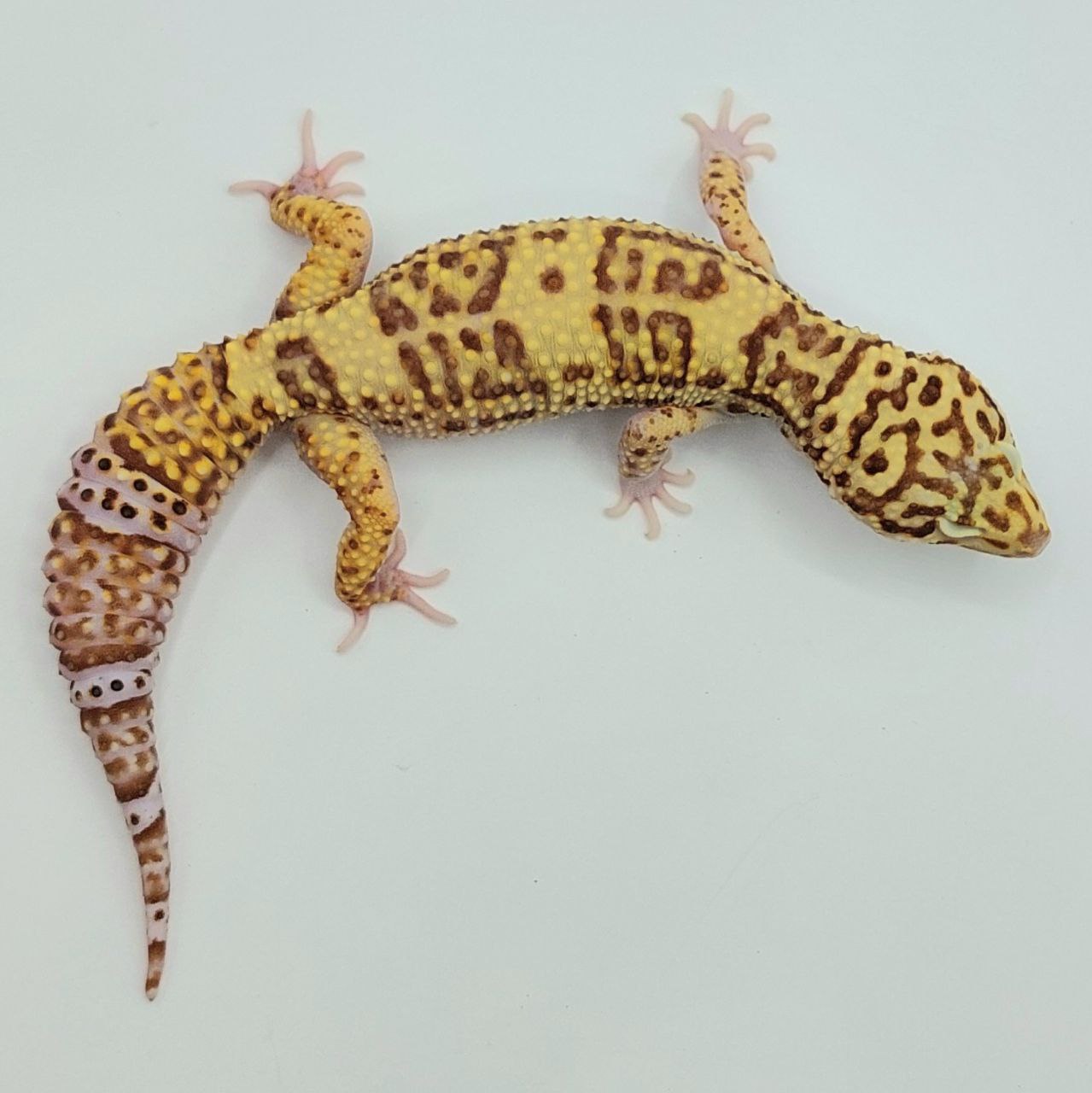 Gecko Leopardo – Eublepharis macularius