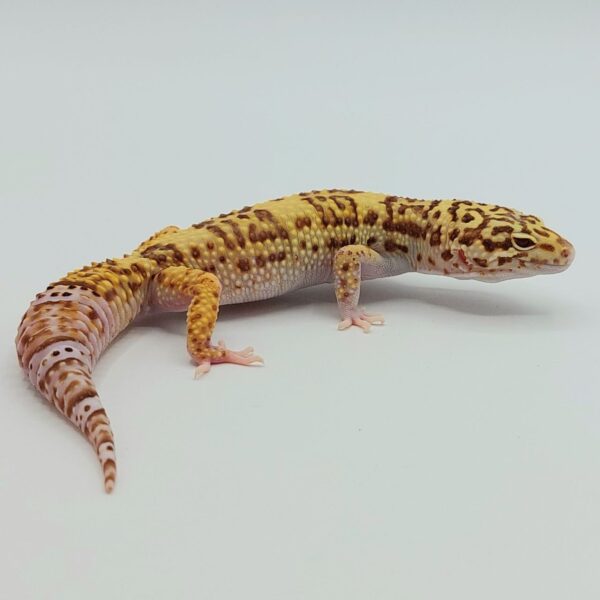 Gecko Leopardo – Eublepharis macularius