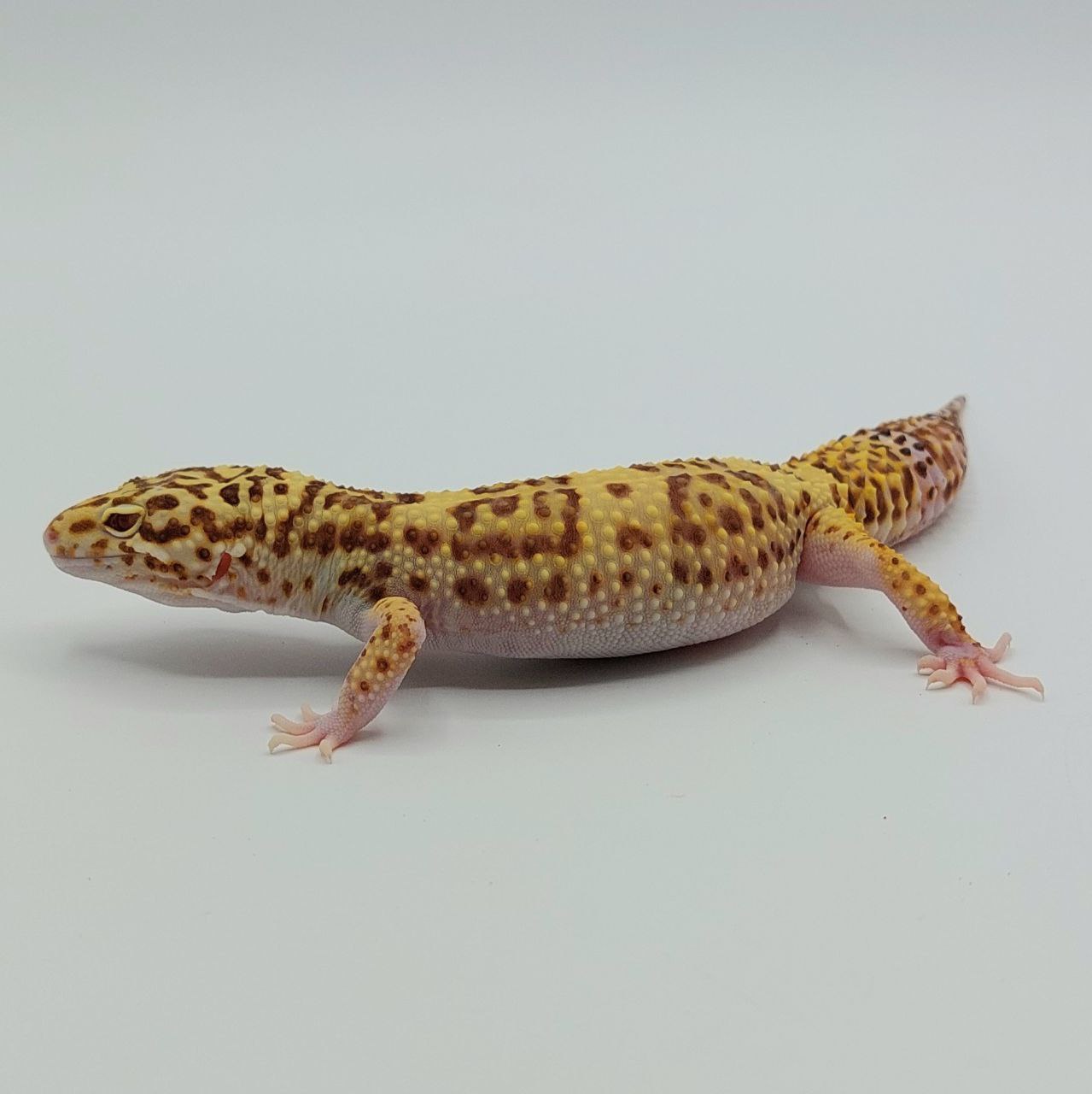 Gecko Leopardo – Eublepharis macularius