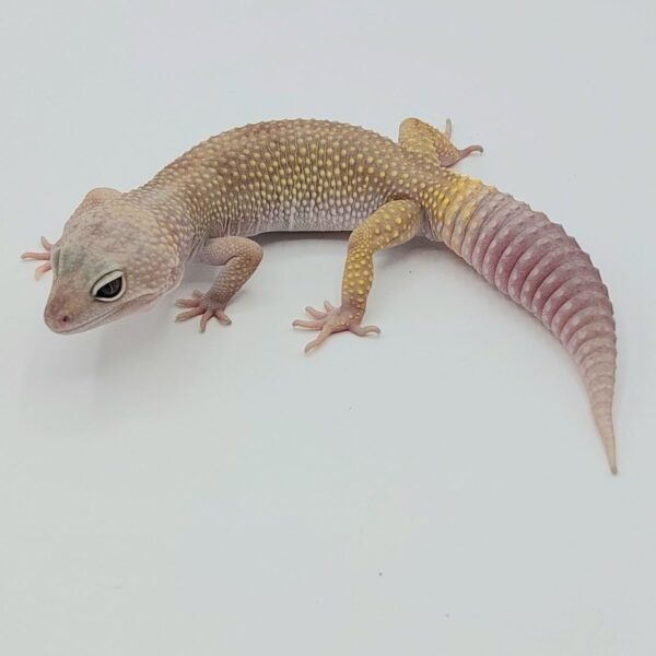 Gecko Leopardo – Eublepharis macularius