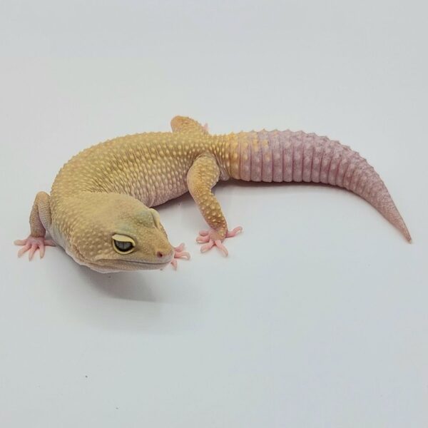 Gecko Leopardo – Eublepharis macularius