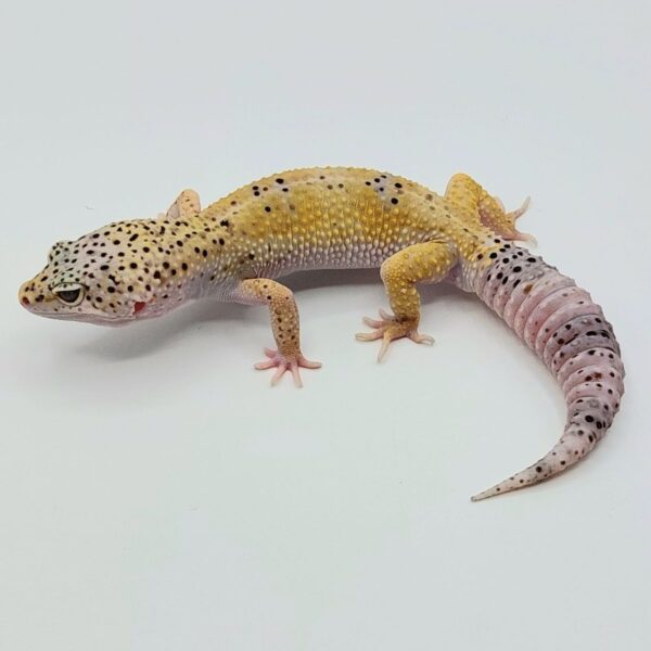 Gecko Leopardo – Eublepharis macularius