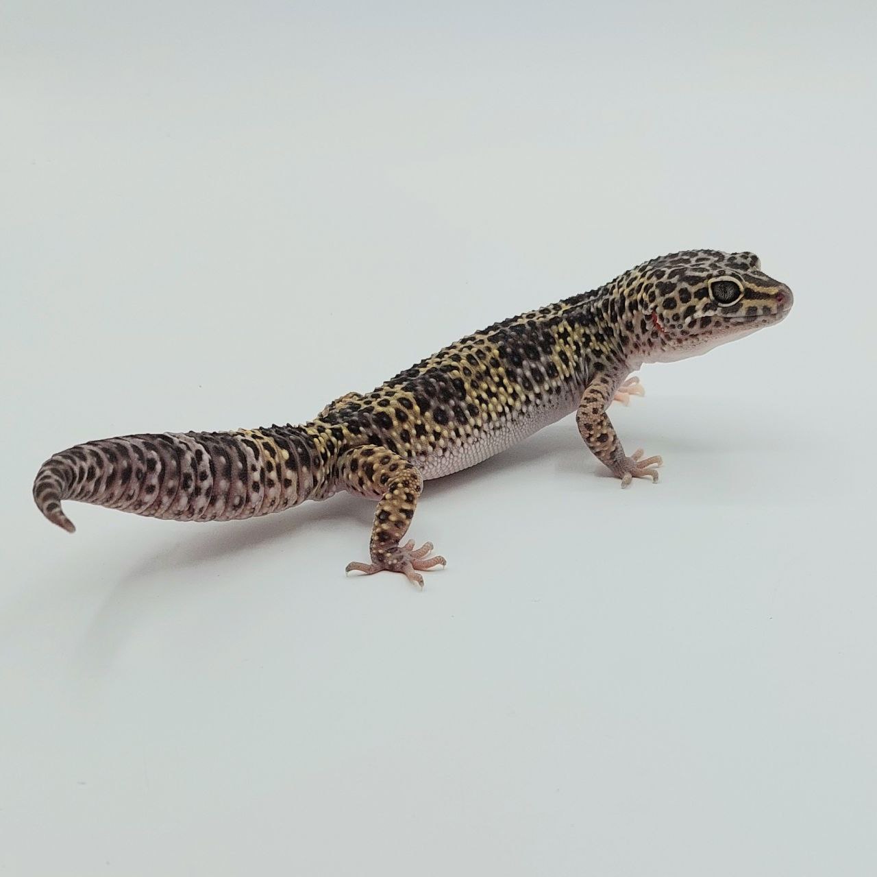 Gecko Leopardo – Eublepharis macularius