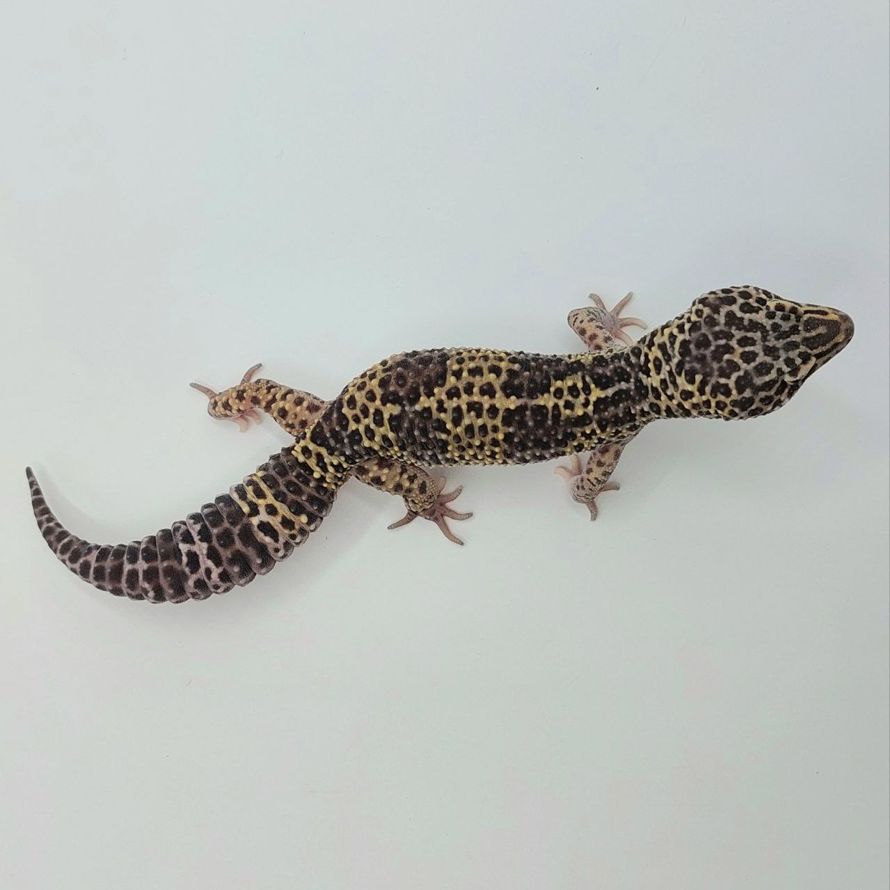 Gecko Leopardo – Eublepharis macularius