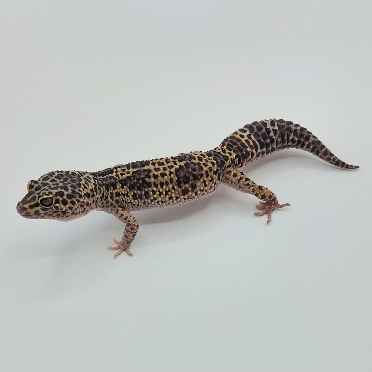 Gecko Leopardo – Eublepharis macularius