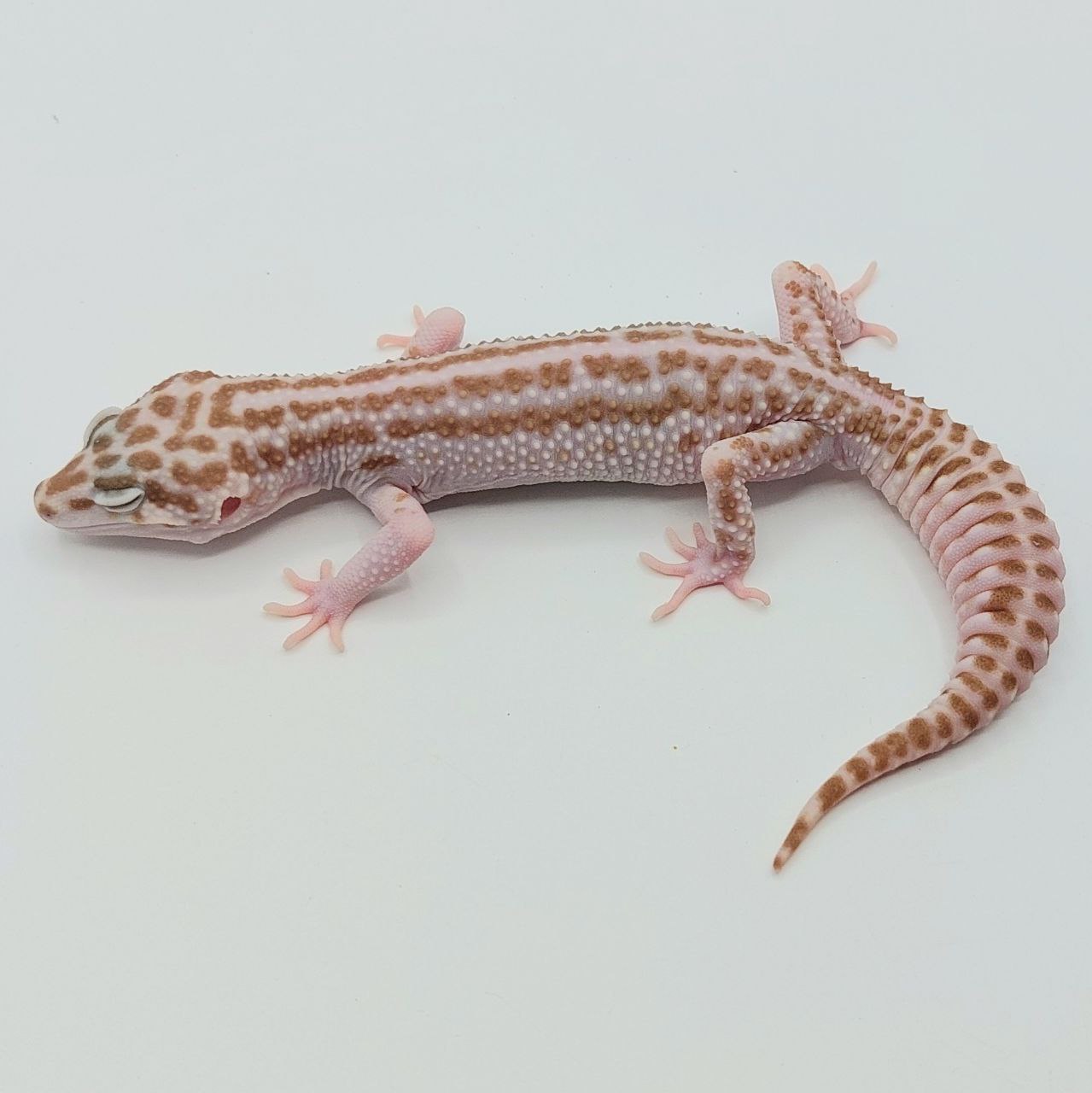 Gecko Leopardo – Eublepharis macularius