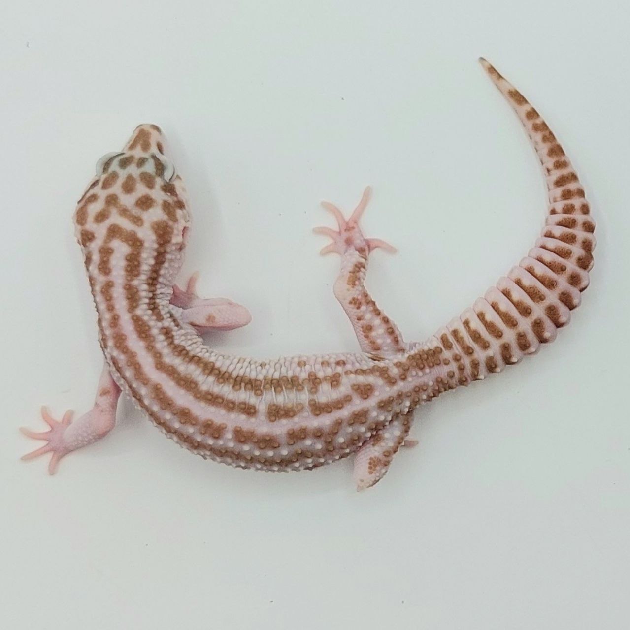 Gecko Leopardo – Eublepharis macularius