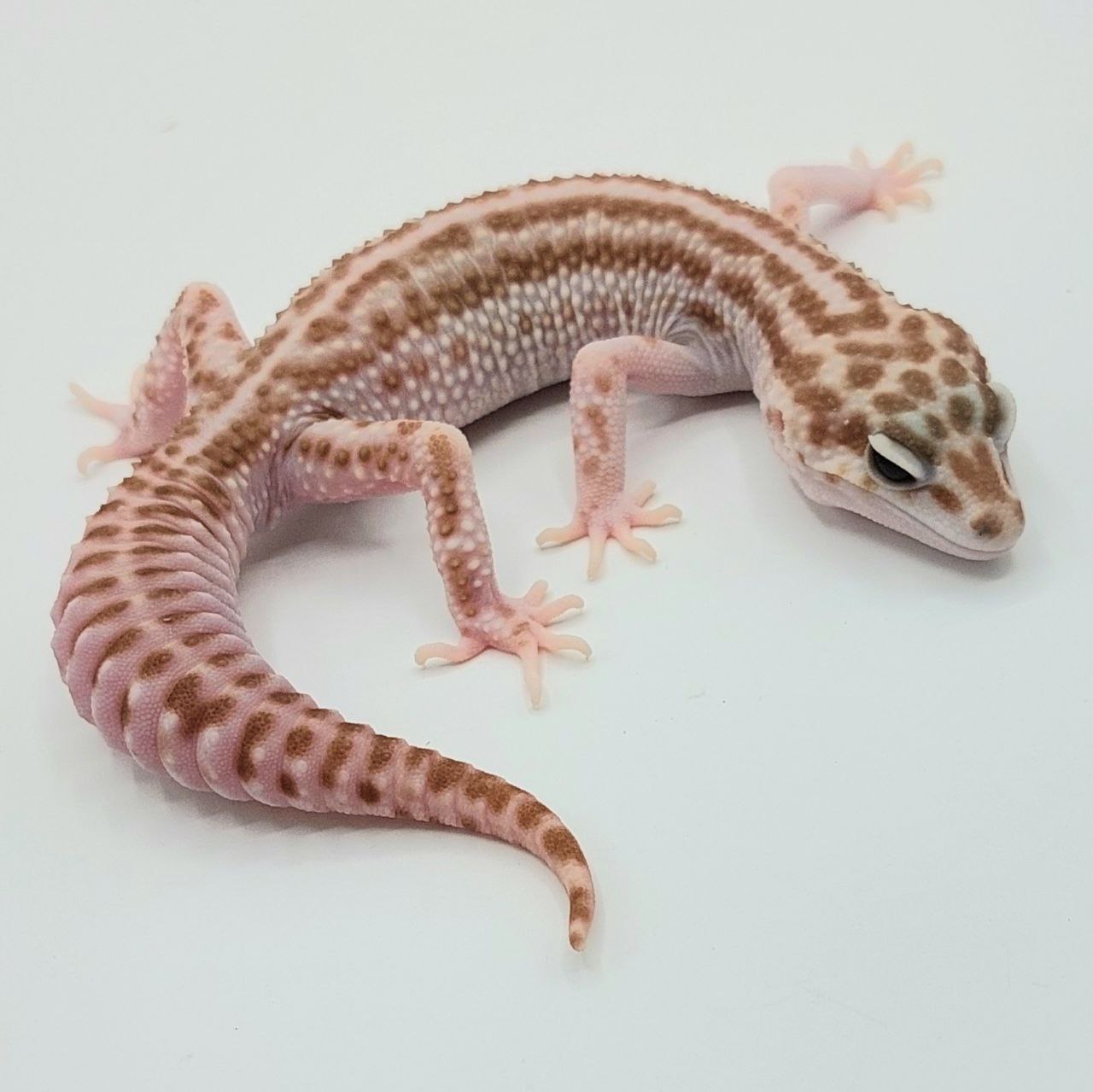 Gecko Leopardo – Eublepharis macularius