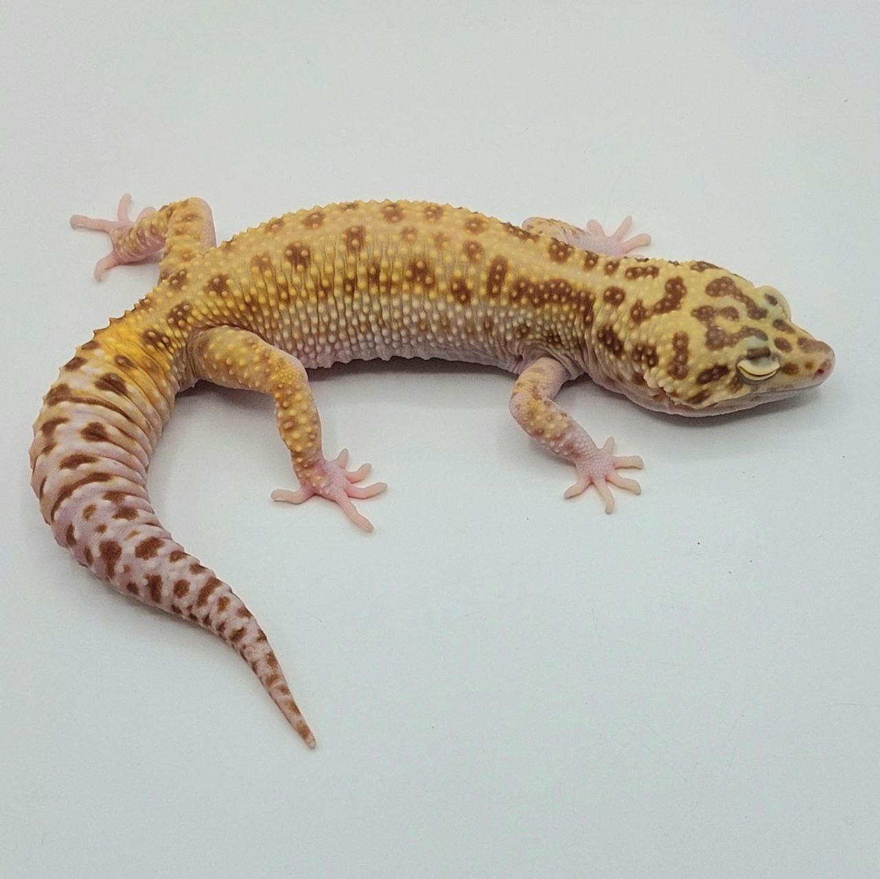 Gecko Leopardo – Eublepharis macularius