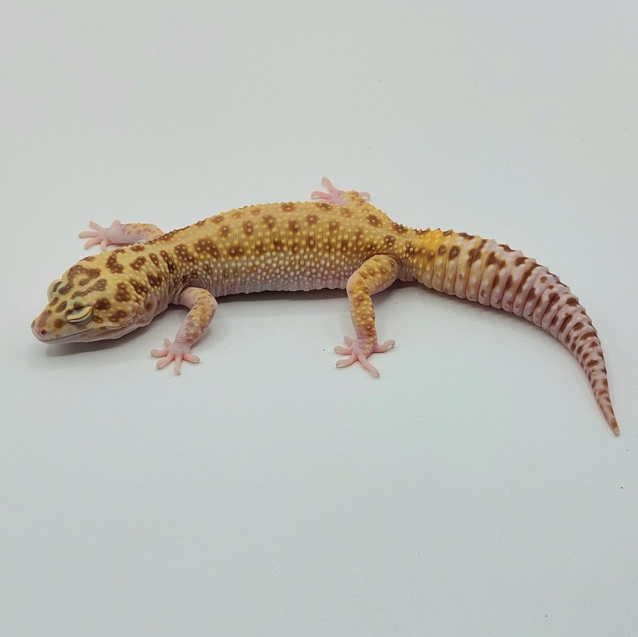 Gecko Leopardo – Eublepharis macularius