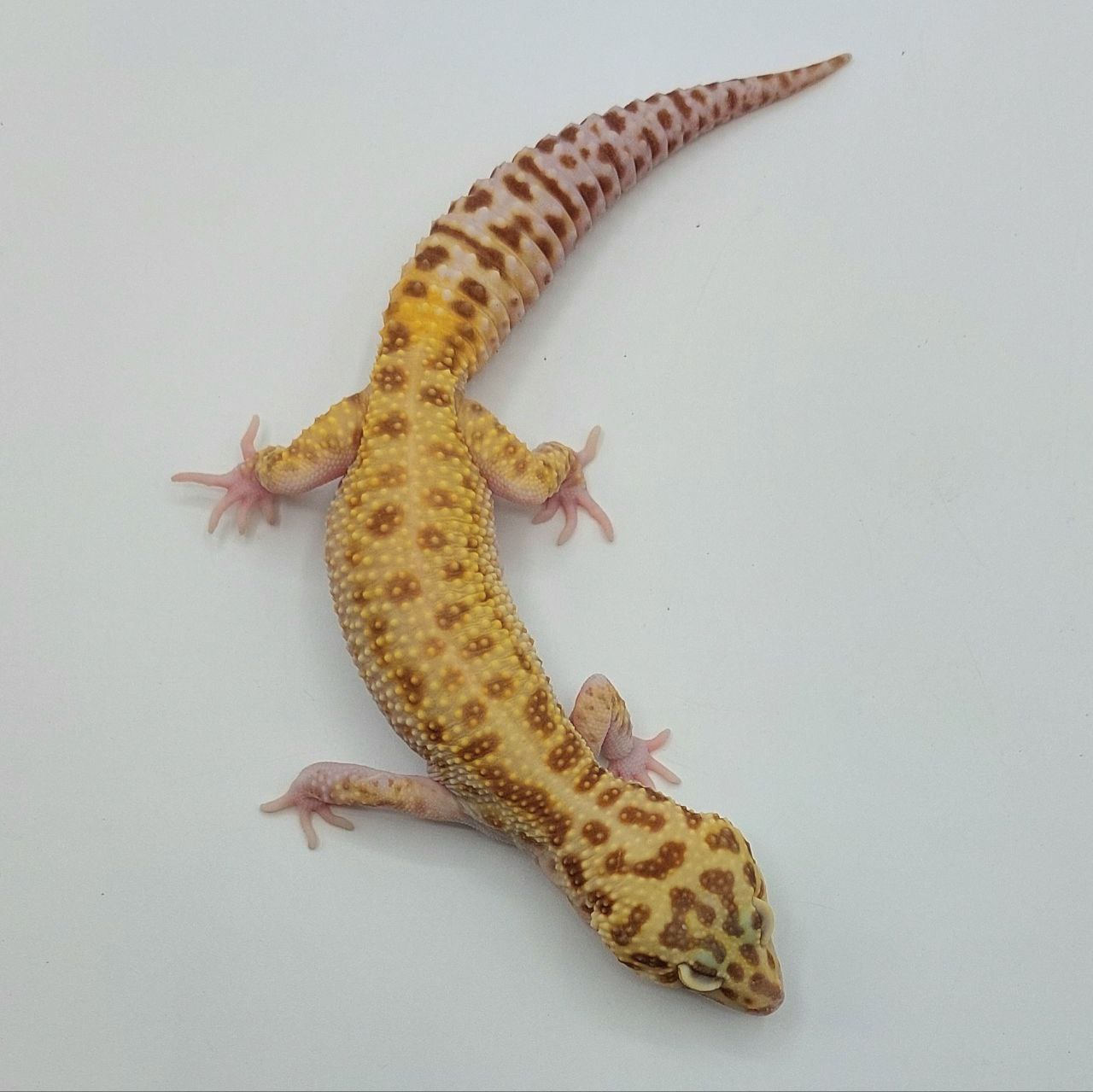 Gecko Leopardo – Eublepharis macularius