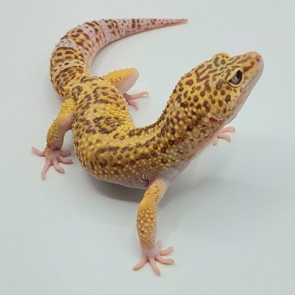 Gecko Leopardo – Eublepharis macularius