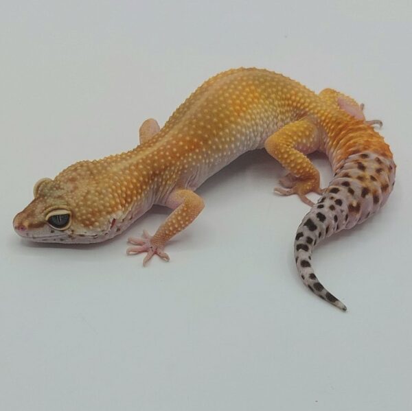 Gecko Leopardo – Eublepharis macularius