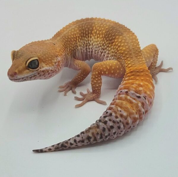 Gecko Leopardo – Eublepharis macularius