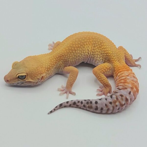 Gecko Leopardo – Eublepharis macularius