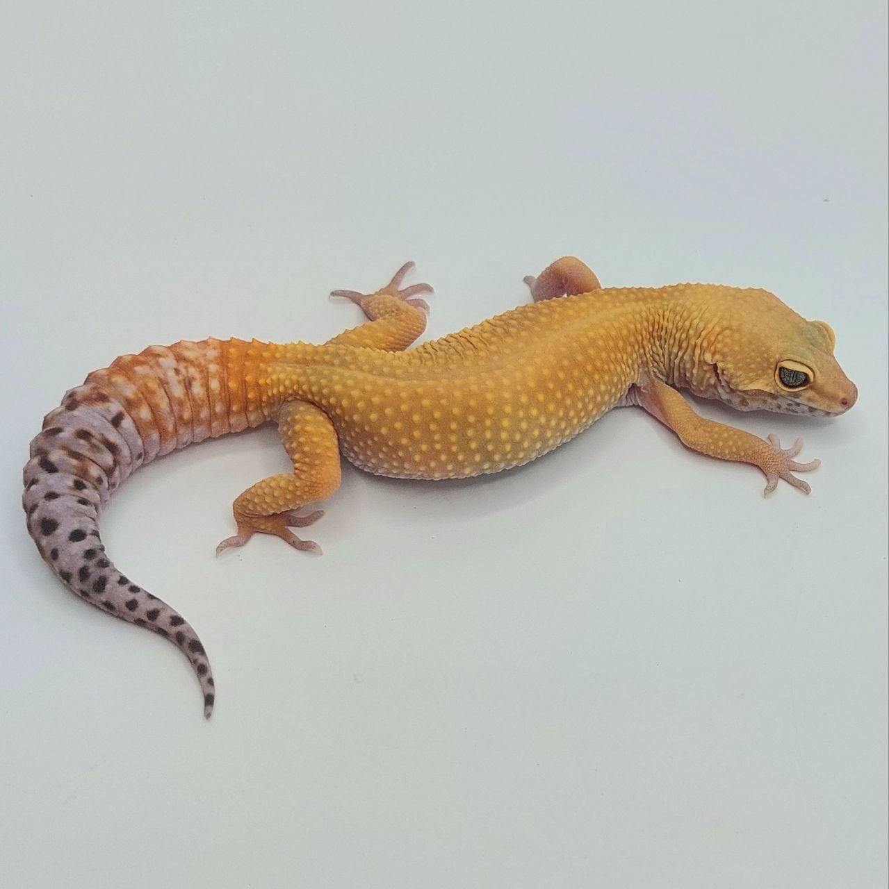 Gecko Leopardo – Eublepharis macularius