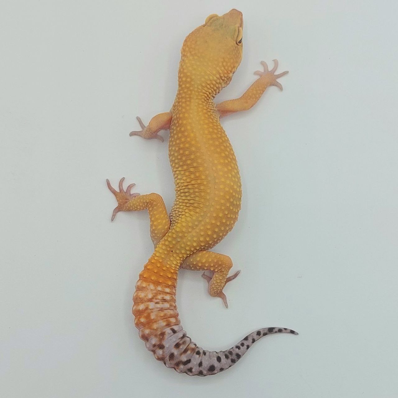 Gecko Leopardo – Eublepharis macularius