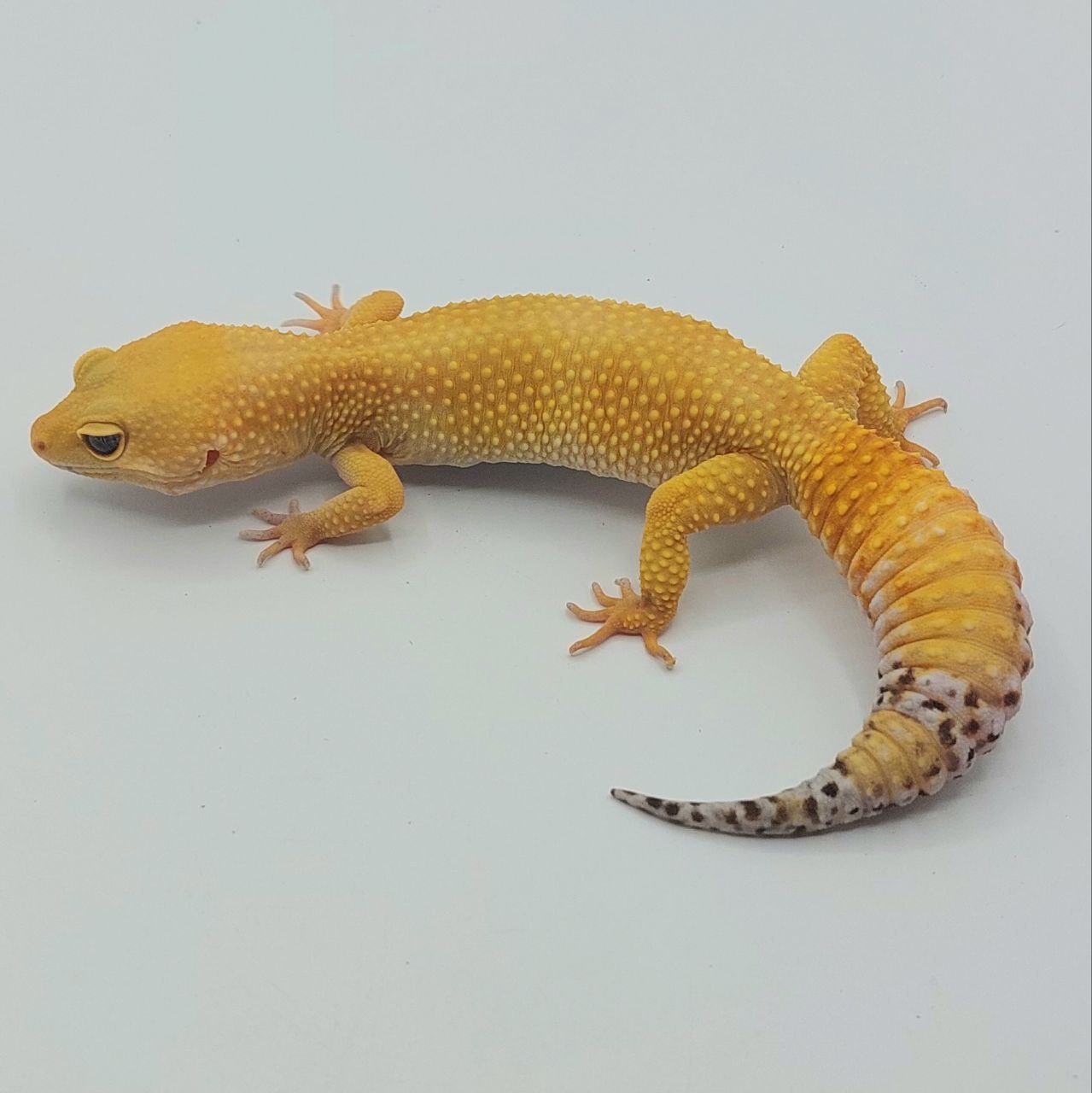 Gecko Leopardo – Eublepharis macularius
