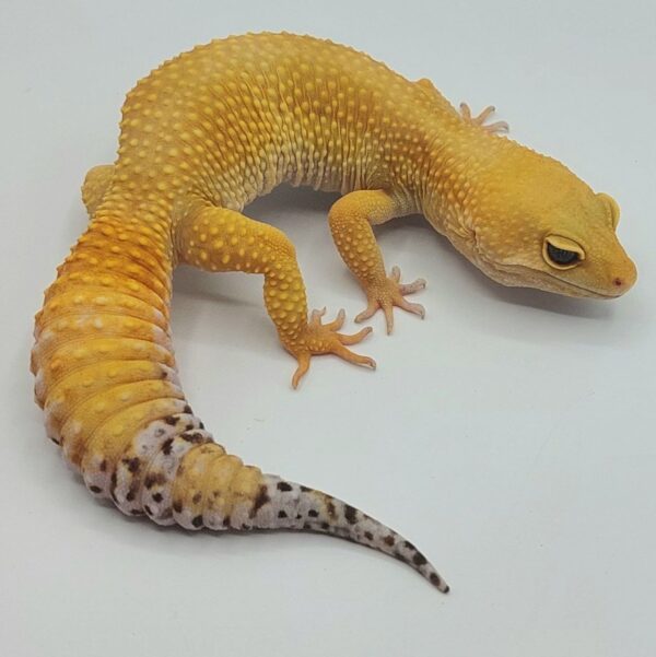 Gecko Leopardo – Eublepharis macularius