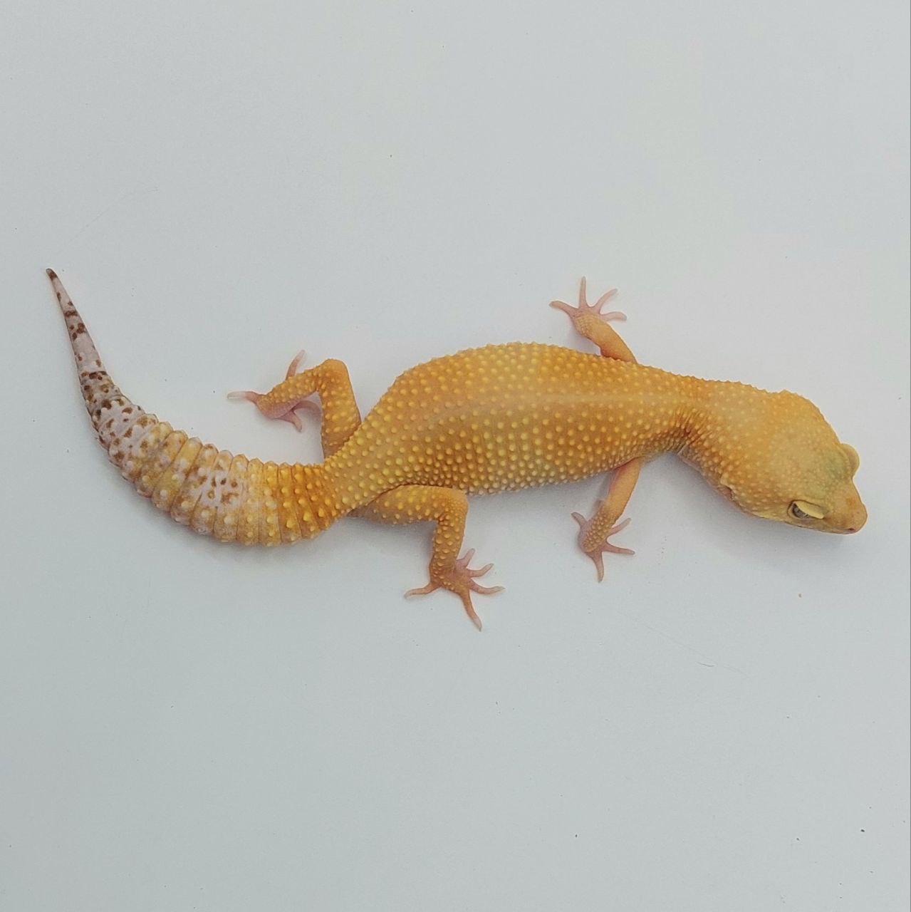 Gecko Leopardo – Eublepharis macularius