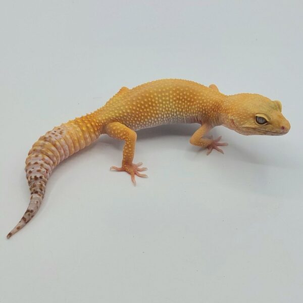 Gecko Leopardo – Eublepharis macularius