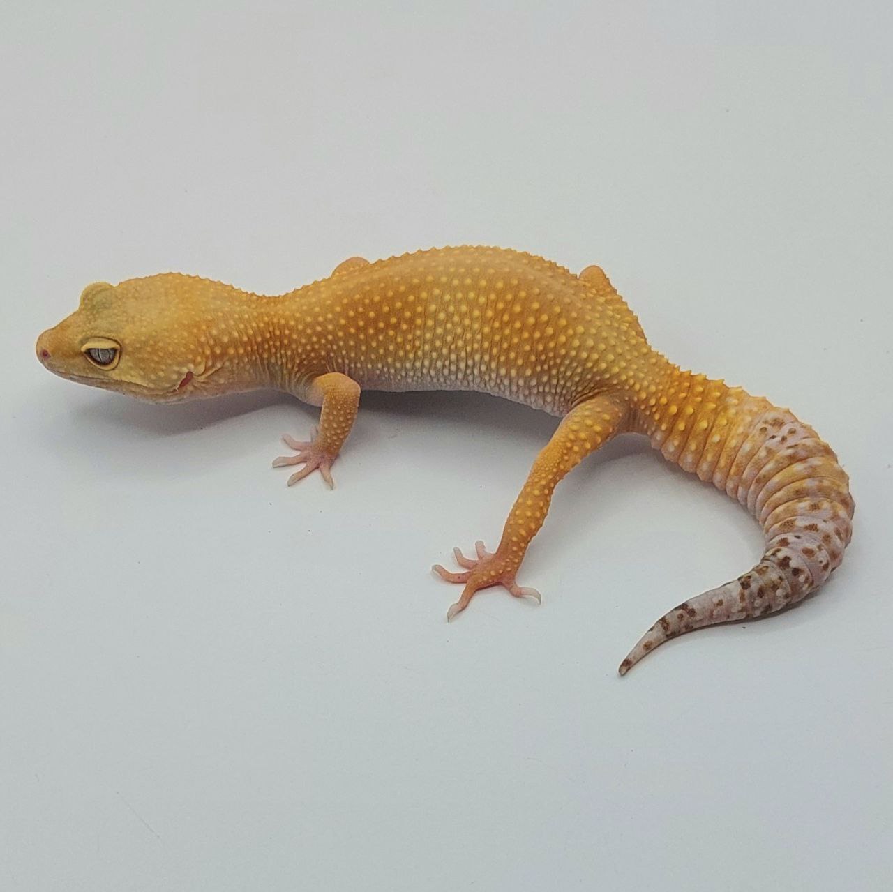 Gecko Leopardo – Eublepharis macularius