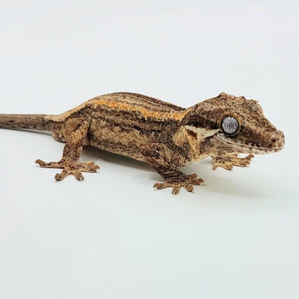 GECKO GÁRGOLA Rhacodactylus auriculatus
