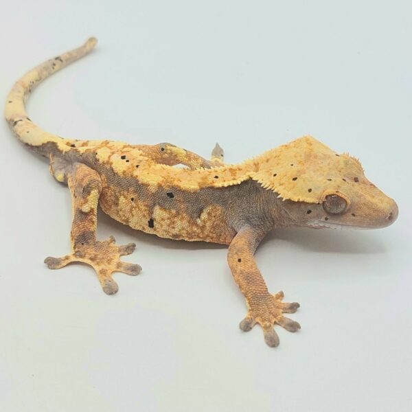 Gecko crestado – Correlophus ciliatus