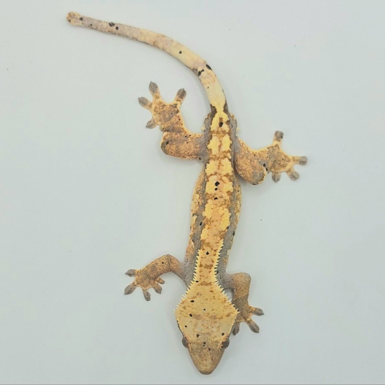 Gecko crestado – Correlophus ciliatus