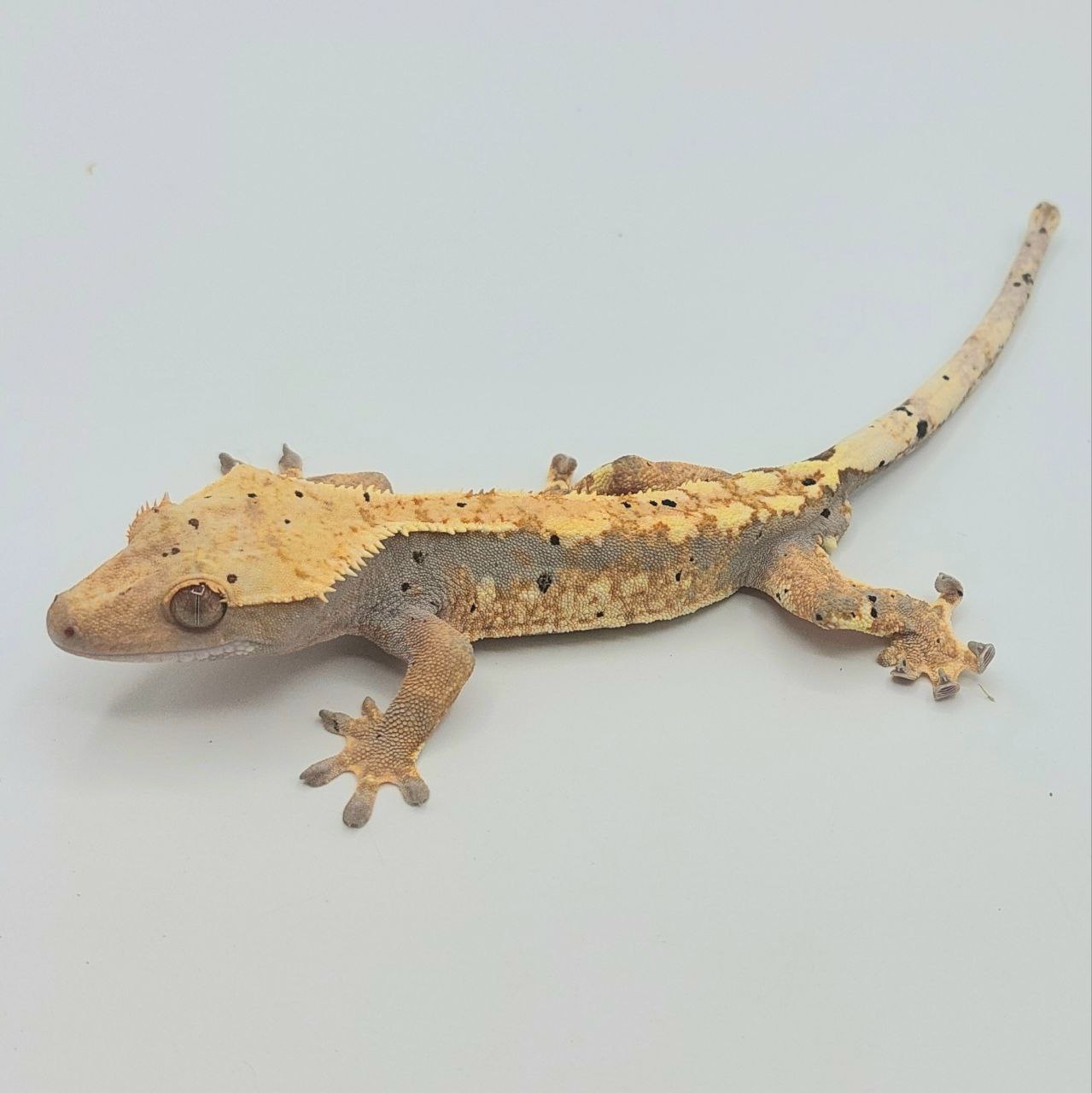 Gecko crestado – Correlophus ciliatus