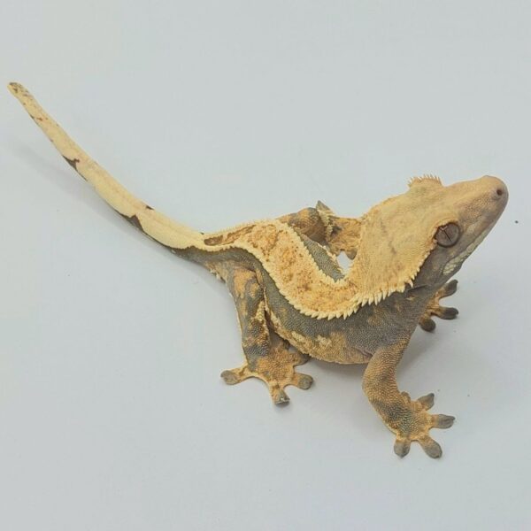 Gecko crestado – Correlophus ciliatus