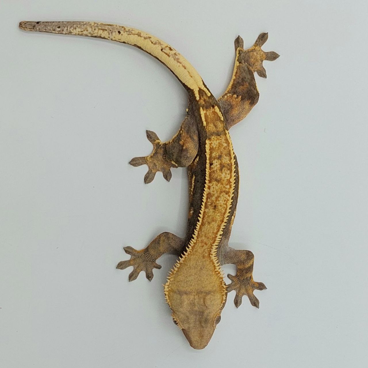 Gecko crestado – Correlophus ciliatus