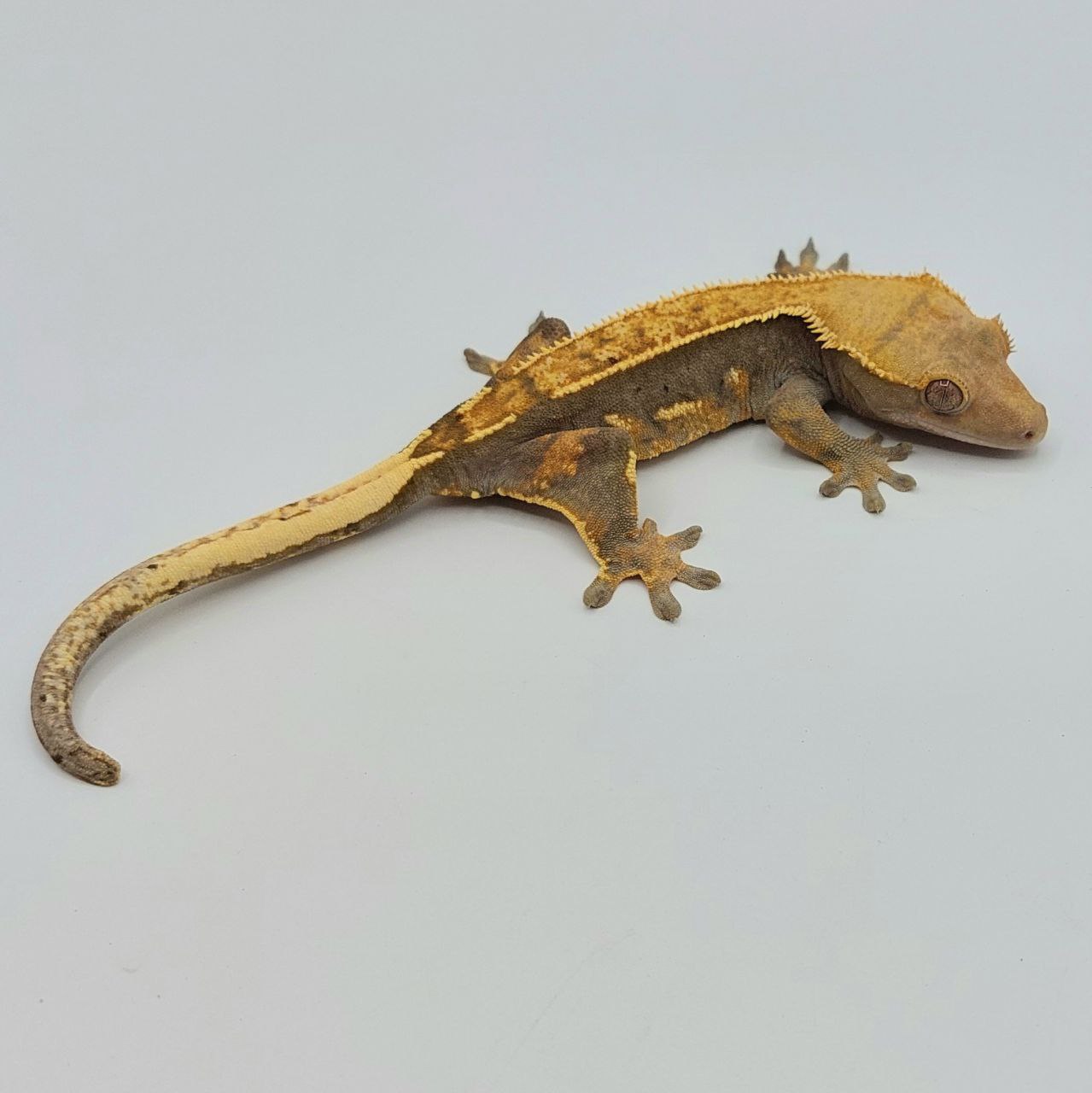Gecko crestado – Correlophus ciliatus