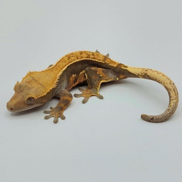 Gecko crestado – Correlophus ciliatus