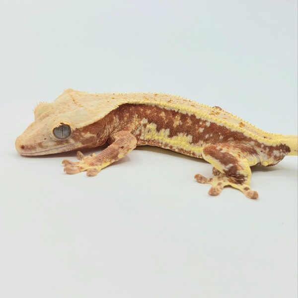 Gecko crestado – Correlophus ciliatus