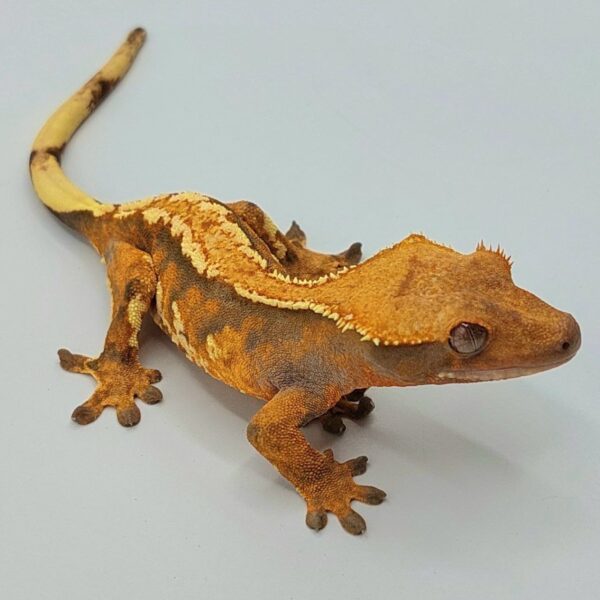 Gecko crestado – Correlophus ciliatus