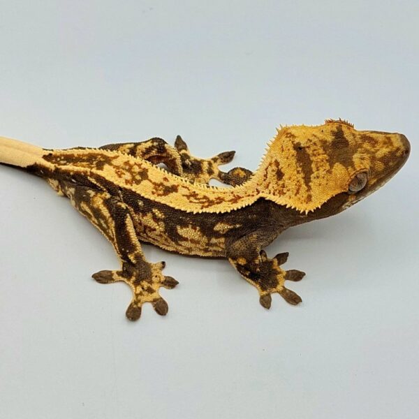 Gecko crestado – Correlophus ciliatus