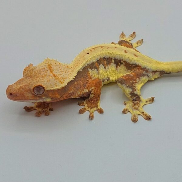 Gecko crestado – Correlophus ciliatus