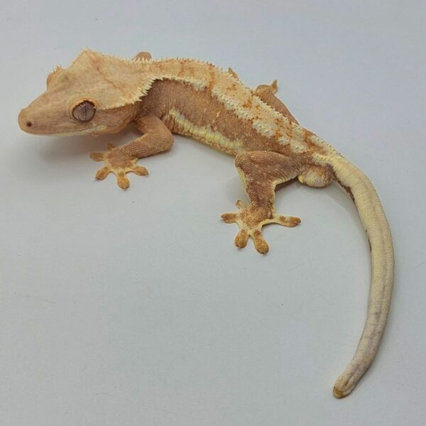 Gecko crestado – Correlophus ciliatus