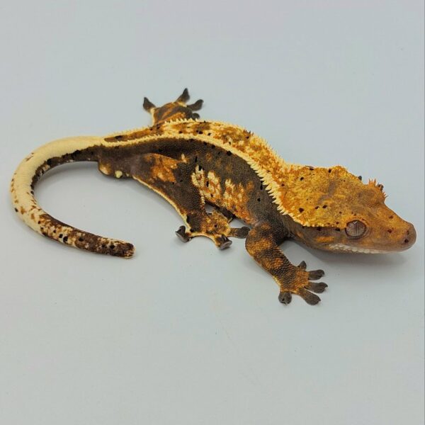 Gecko crestado – Correlophus ciliatus