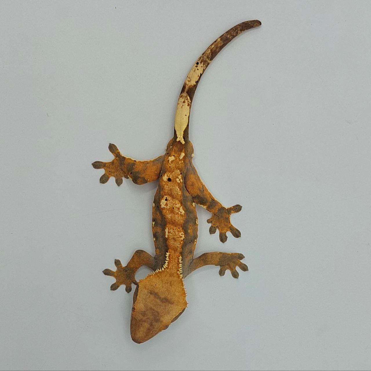 Gecko crestado – Correlophus ciliatus