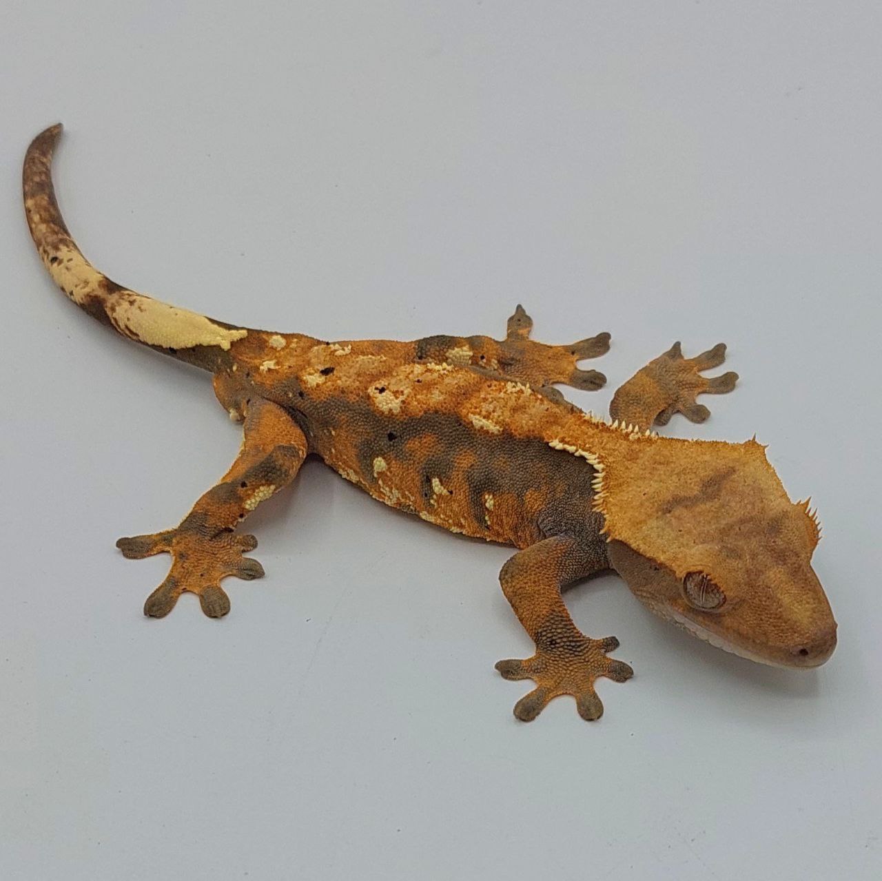 Gecko crestado – Correlophus ciliatus